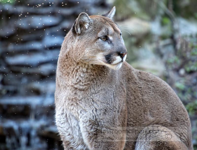 cougar-with-flying-insects-pic-image-5381a.jpg