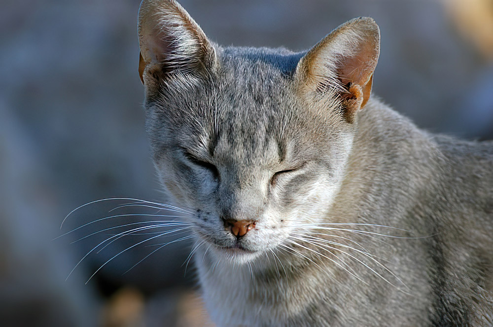 gray-and-white-cat-eyes-closed.jpg