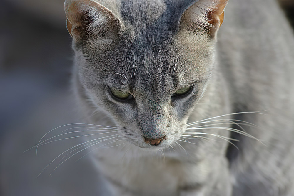 gray-white-cat-with-looking-down-view.jpg