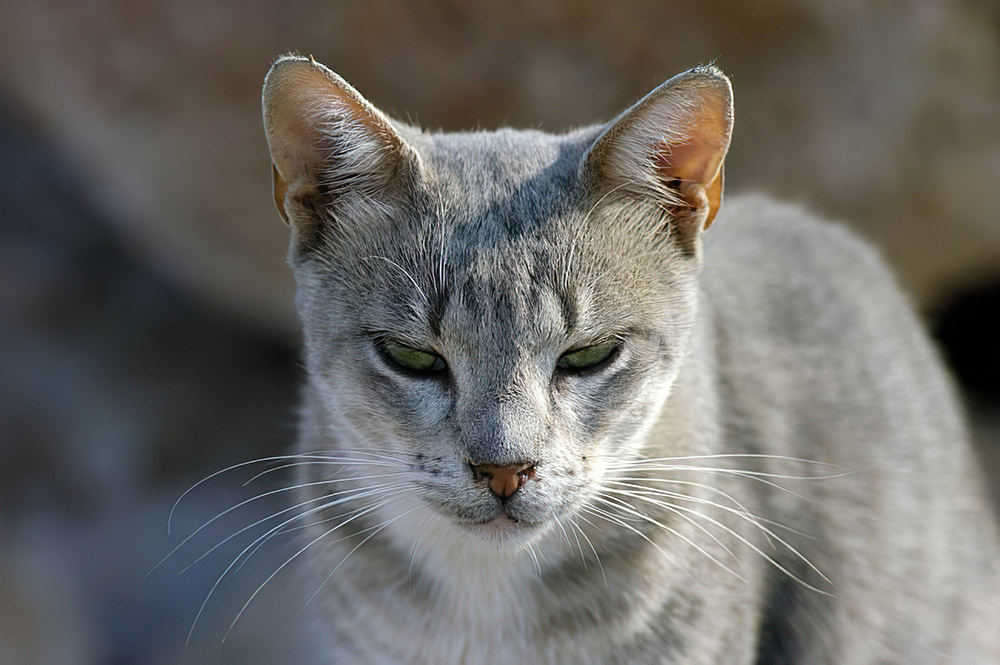gray-white-cat-with-pink-ears.jpg