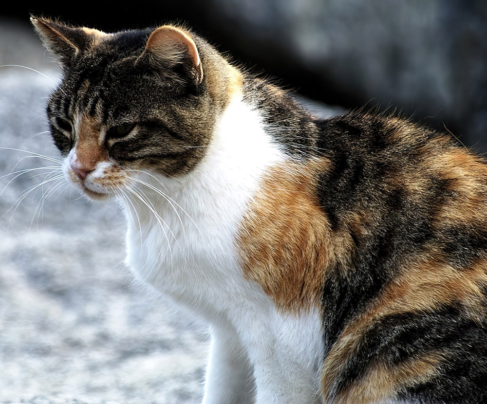 side-view-of-red-black-white-cat.jpg