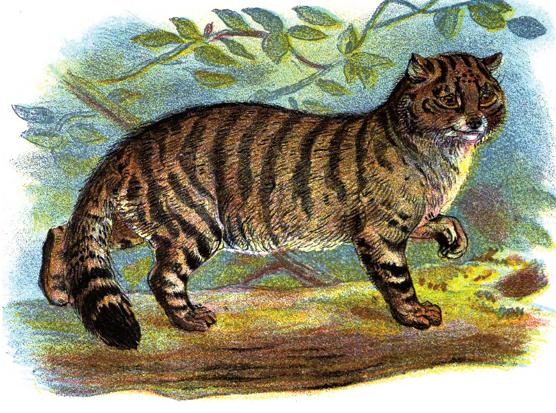 wild-cat-illustration.jpg