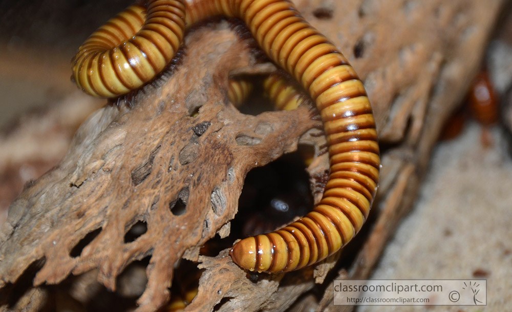 giant-african-largest-millipede.jpg