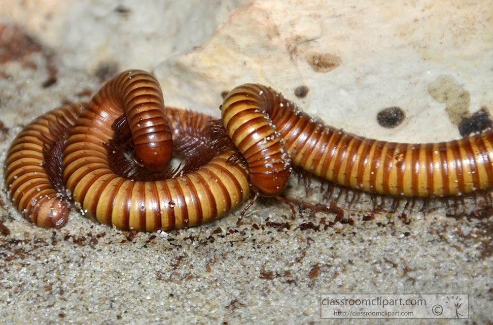 two-giant-african-millipede-9834a.jpg