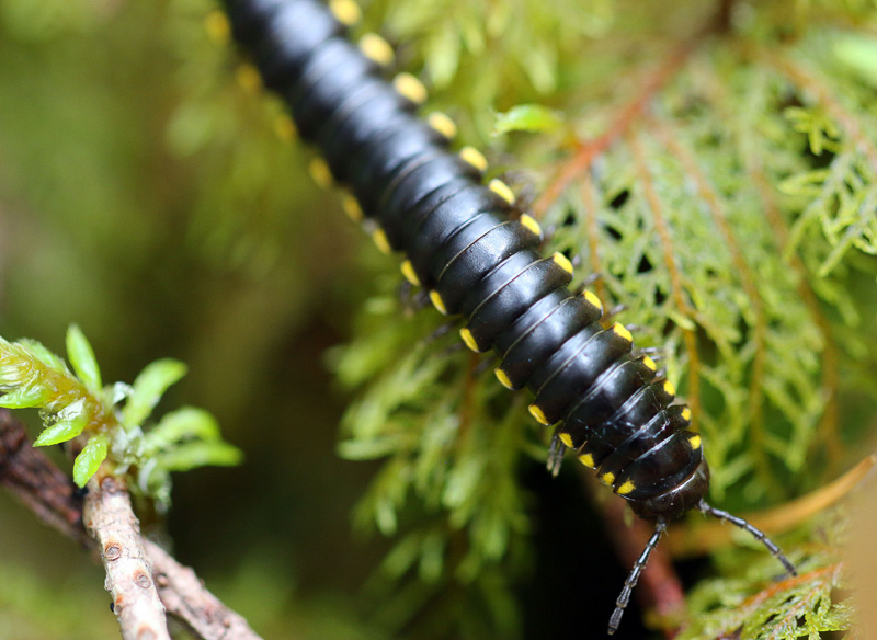 yellow-spotted-millipede-on-plant.jpg