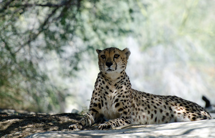 cheetah-649.jpg
