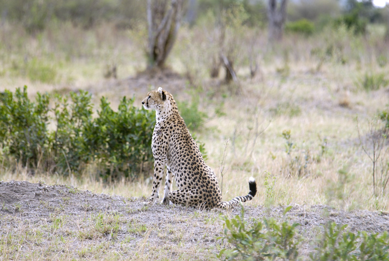 cheetah-animal-kenya-africa-30.jpg