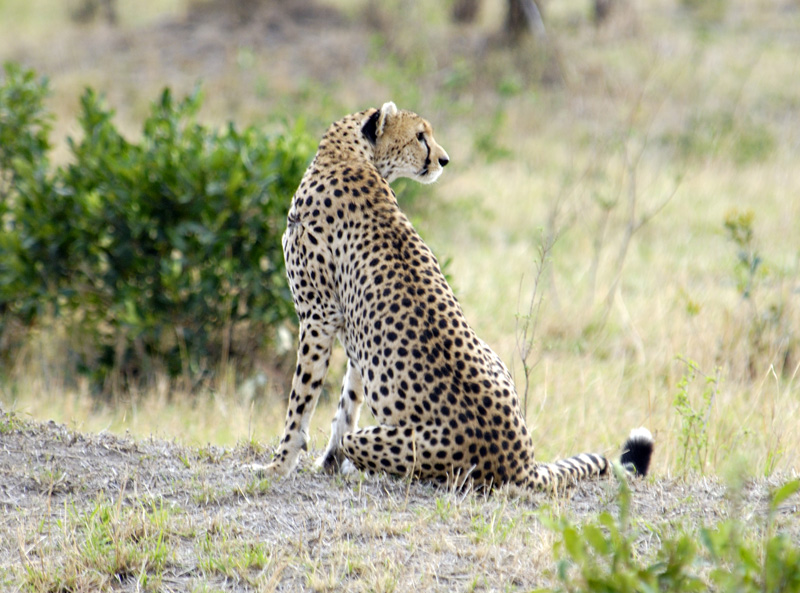 cheetah-animal-kenya-africa-32.jpg