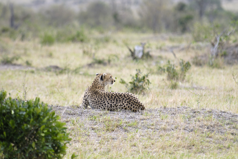 cheetah-animal-kenya-africa-33.jpg