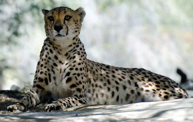 cheetah-front-view-closeup-649A.jpg