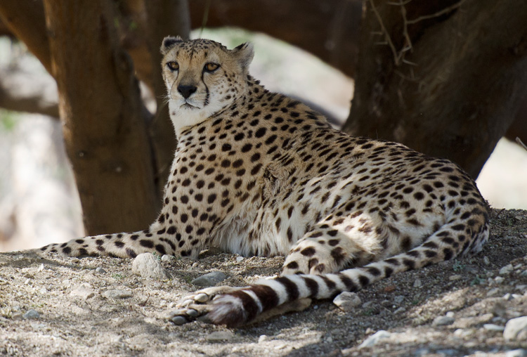 cheetah-resting-658A.jpg