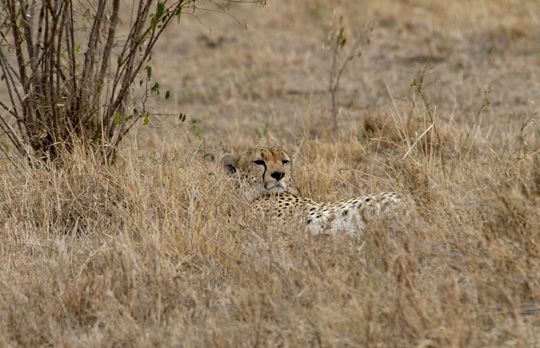 cheetah-resting-in-dry-grass-africa-025.jpg