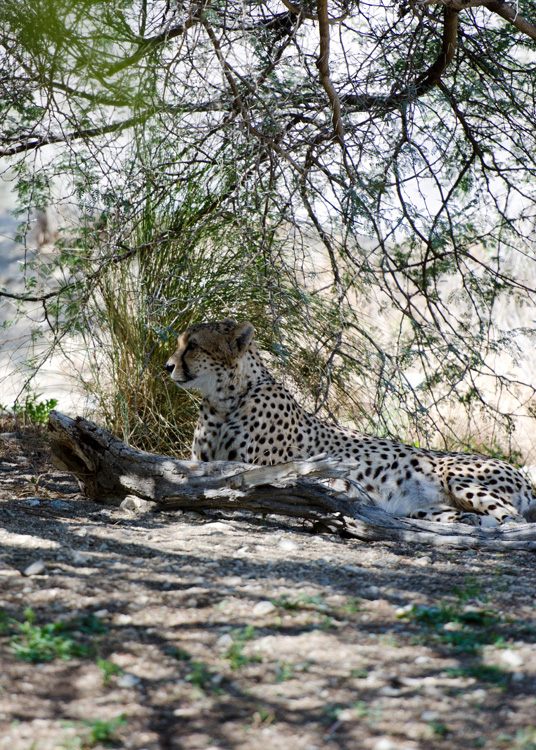 cheetah-side-view-under-tree-600.jpg