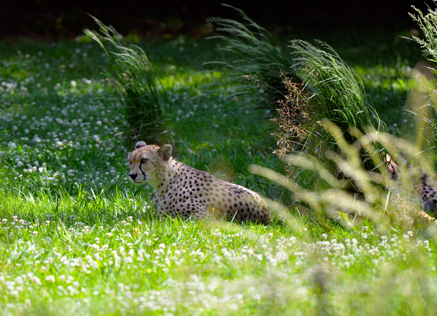 cheetah-sitting-in-grass-80a.jpg