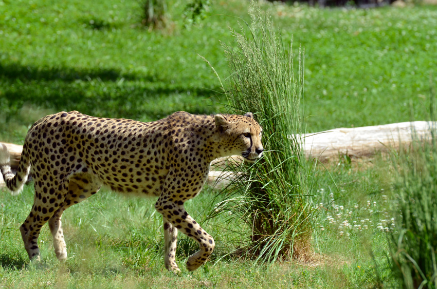 cheetah-waling-in-grass.jpg