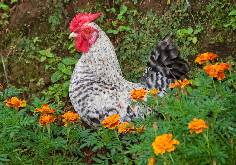 Chicken-standing-in-flowers-photo.jpg