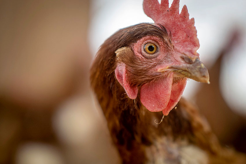 chicken-closeup-side-view-at-farm.jpg