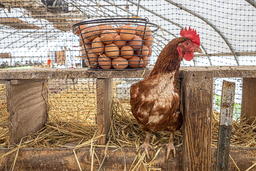 chicken-next-to-basket-of-fesh-eggs.jpg