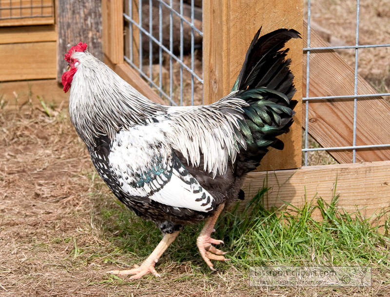 chicken-roaming-on-a-farm_100821.jpg
