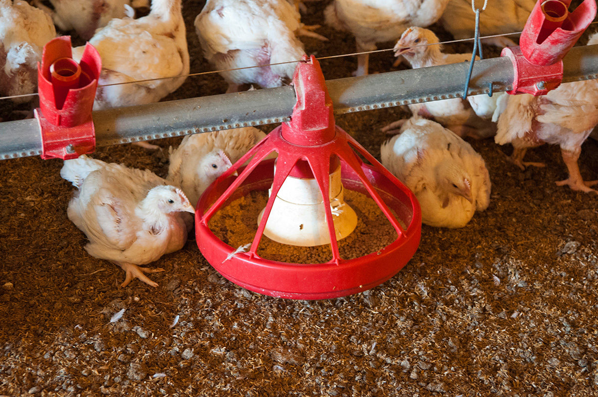 chickens-feeding-on-a-chicken-farm.jpg