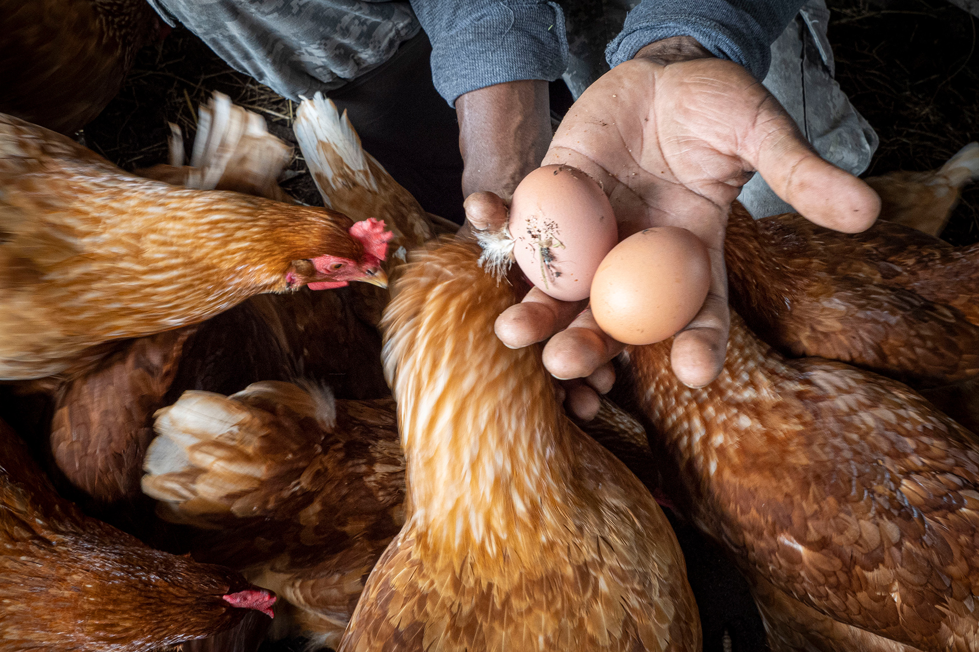 fresh-eggs-gathered-from-livestock-farm-photo.jpg