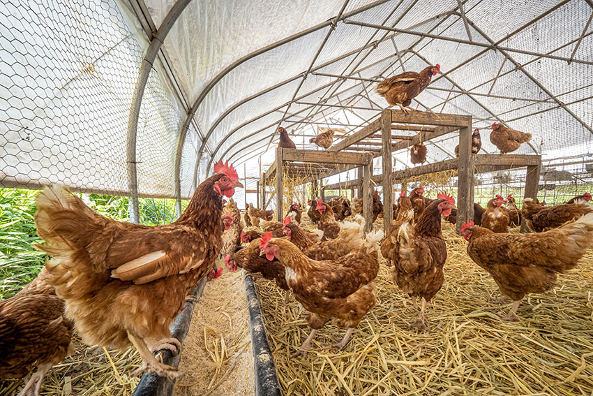 hen-house-at-organic-farm.jpg