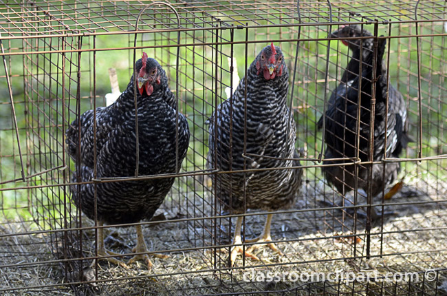 three_chickens_in_cage.jpg