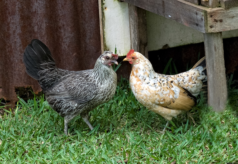 two-chickens-photo-446.jpg