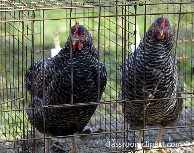 two_chickens_in_cage_579b.jpg