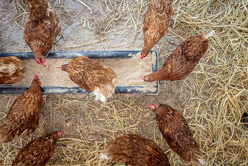 view-from-above-of-feeding-chickens.jpg