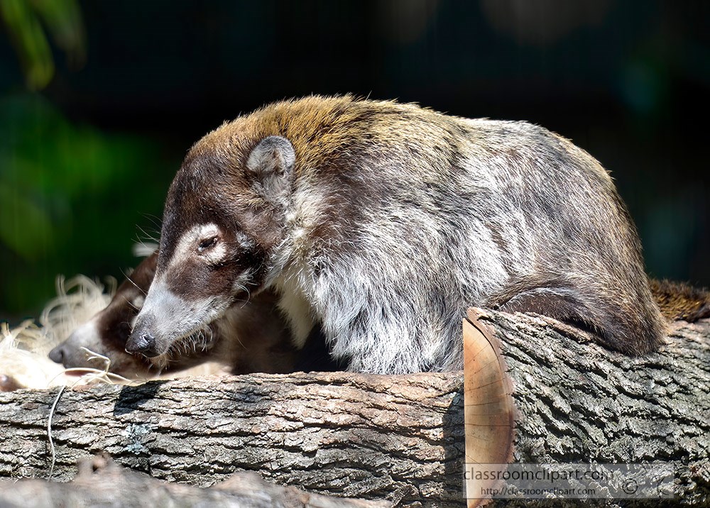 coati-meat-eating-insectivore.jpg