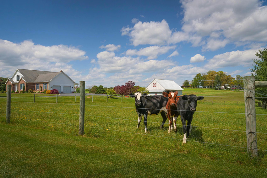 blue-sky-in-background-young-cattle-graze-on-farm.jpg