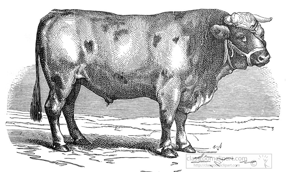 bull-illustration-287a.jpg