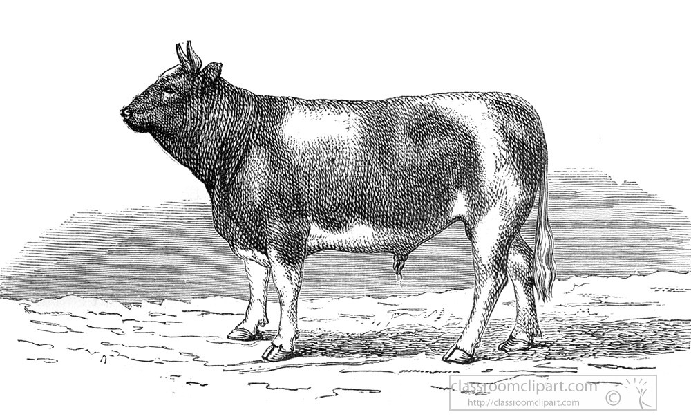 bull-illustration-287b.jpg