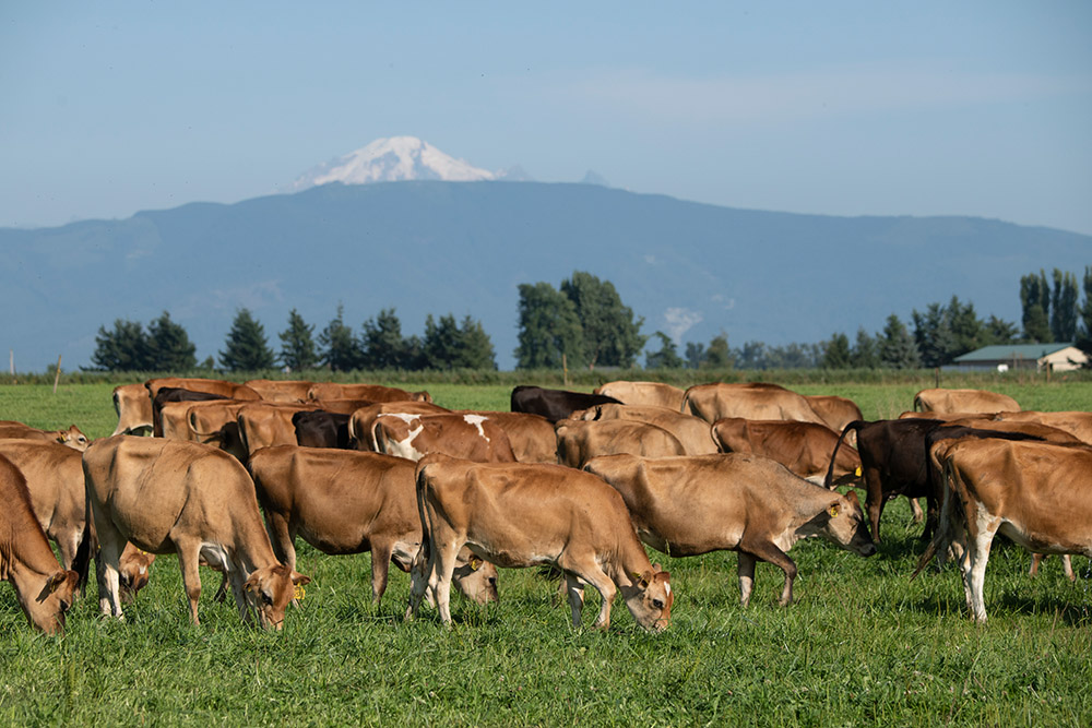 cows-graze-in-a-pastur.jpg