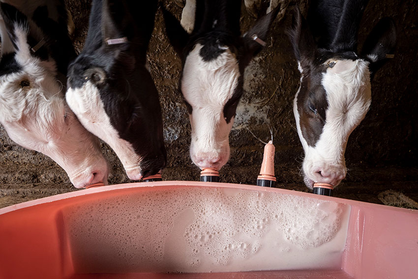 feeding-of-young-calves-at-diary-farm.jpg