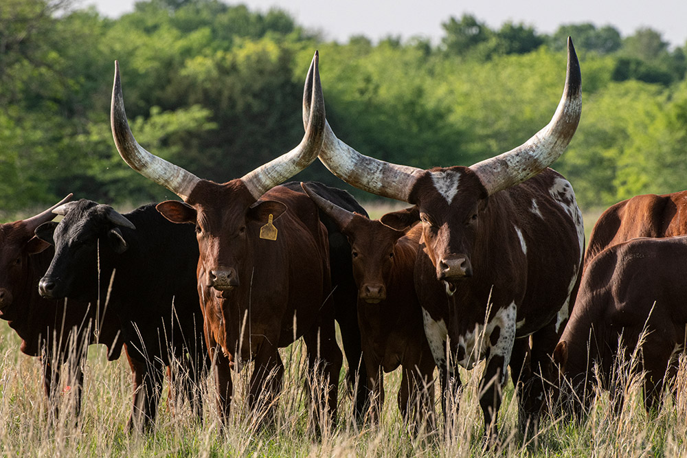 group-of-watusi-cattle-in-a-pasture.jpg