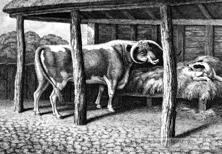 historical-engraving-animal-illustration-124A.jpg