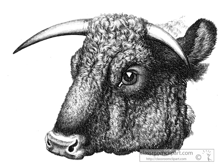 historical-engraving-bull-closeup-261ZA.jpg