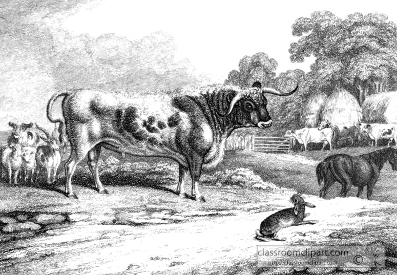 historical-engraving-bull-on-Farm-with-other-animals-222A.jpg