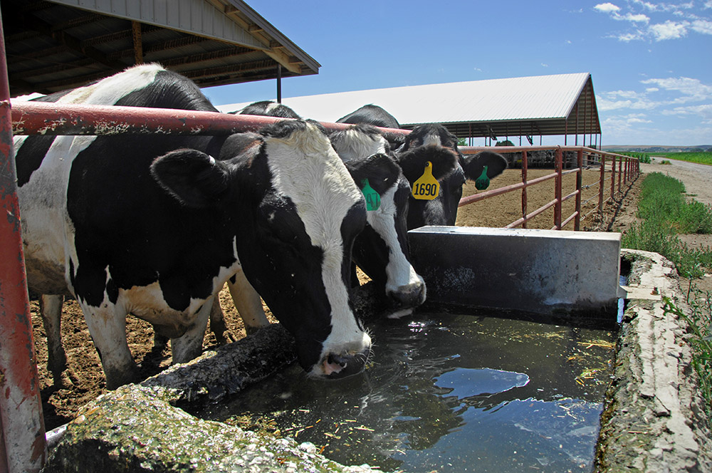 holstein-milking-cows-drinking-water-fron-trough.jpg
