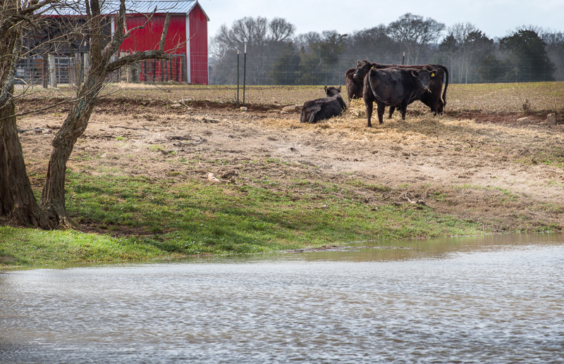 three-cows-on-farm-near-water-hole-photo-85024.jpg