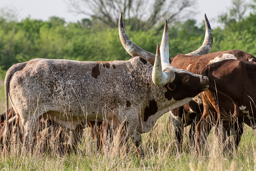 watusi-cattle-in-a-pasture-in-texas.jpg