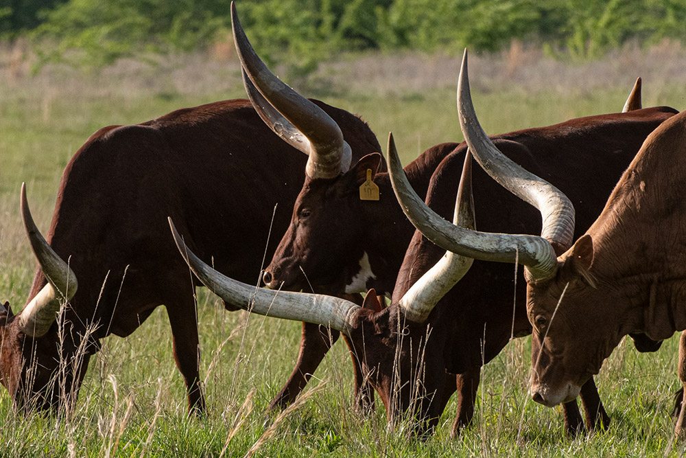 watusi-cattle-in-a-pasture.jpg