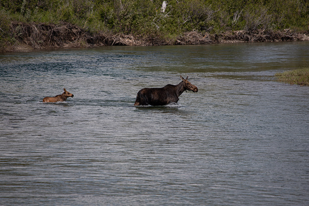a-mother-moose-and-her-calf-in-river.jpg