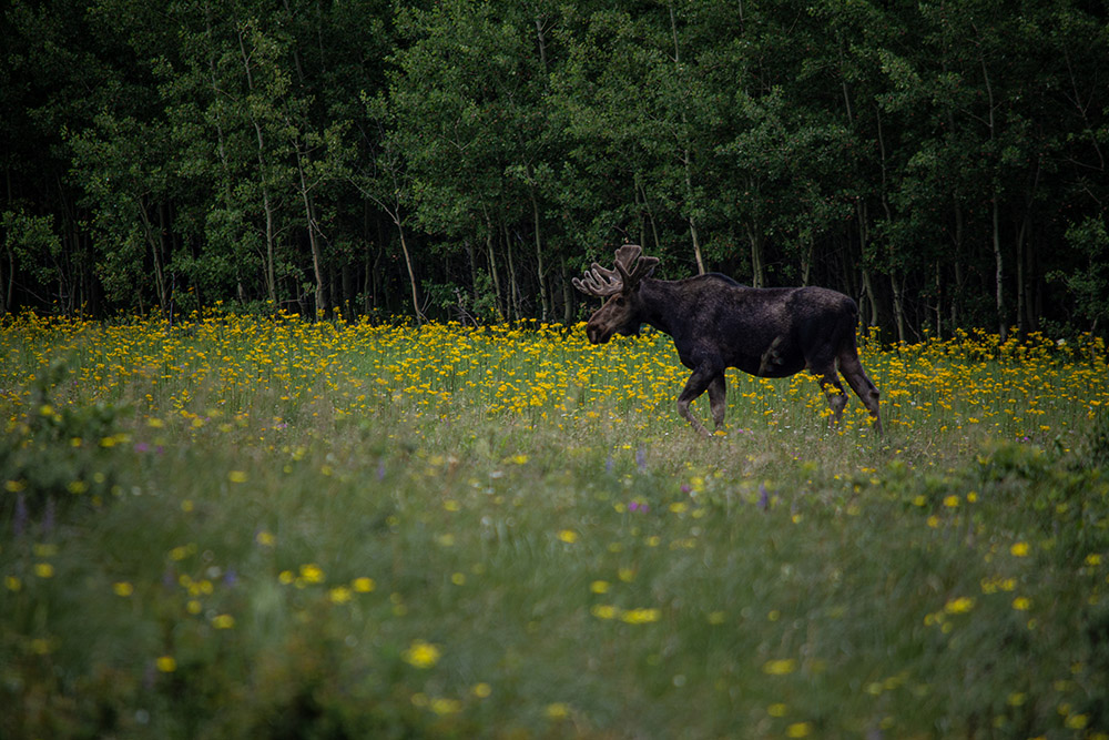 bull-moose-walking-in-flower-filled-meadow.jpg