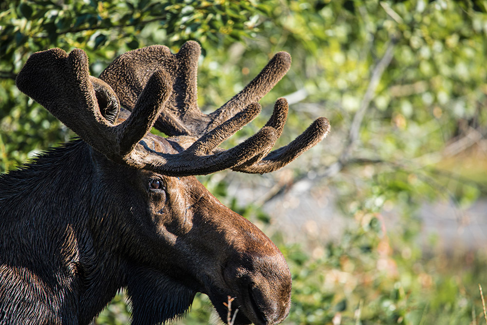 closeup-side-view-bull-moose.jpg