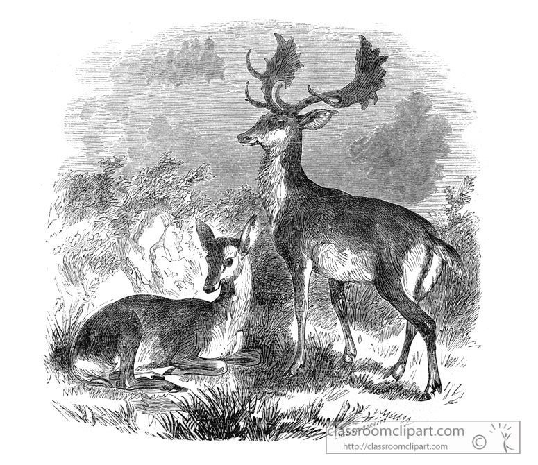 deer-illustration-563-1a.jpg