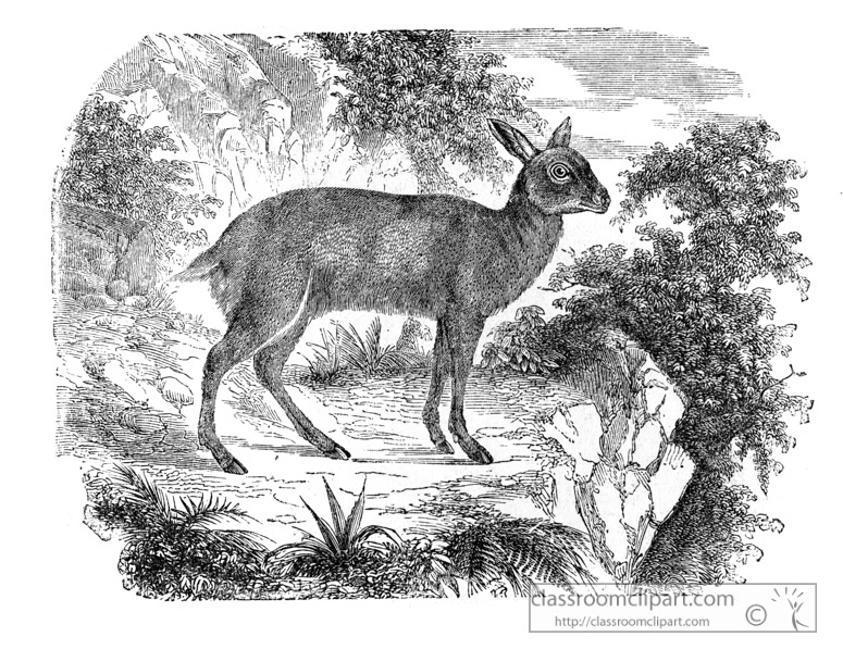 deer-illustration-565-1aa.jpg