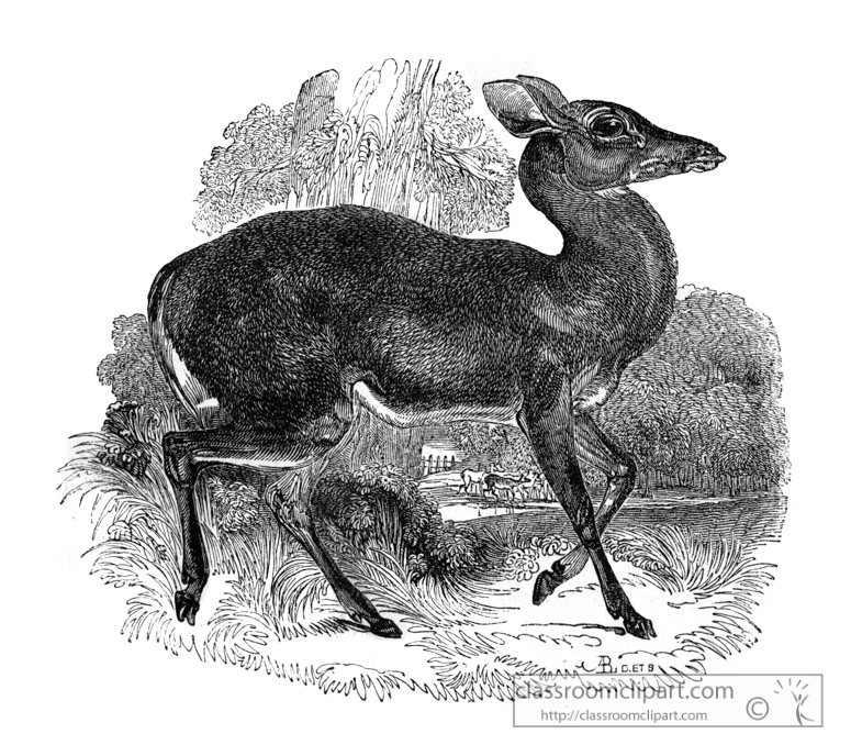deer-illustration-566-2a.jpg